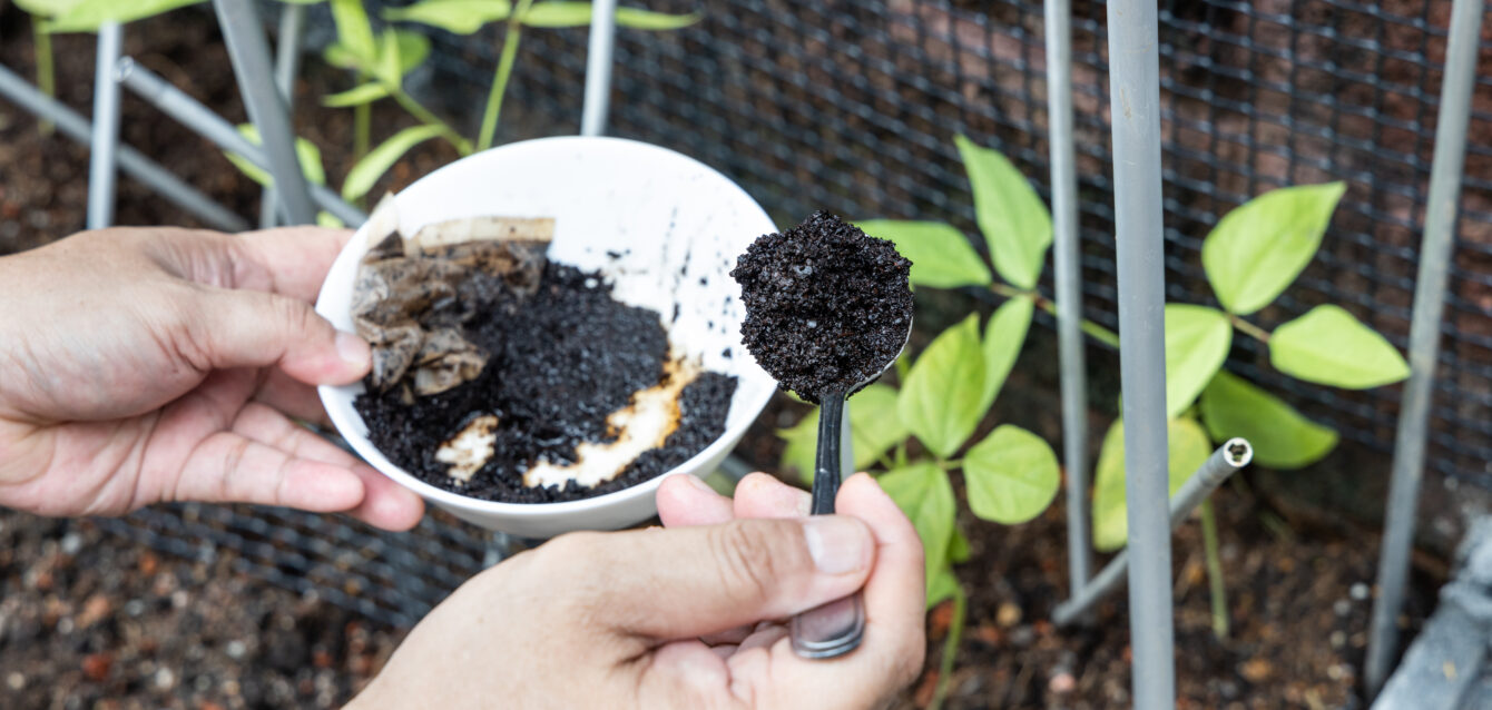 Coffee grounds being added to vegetables plant as natural organic fertilizer rich in nitrogen for growth
