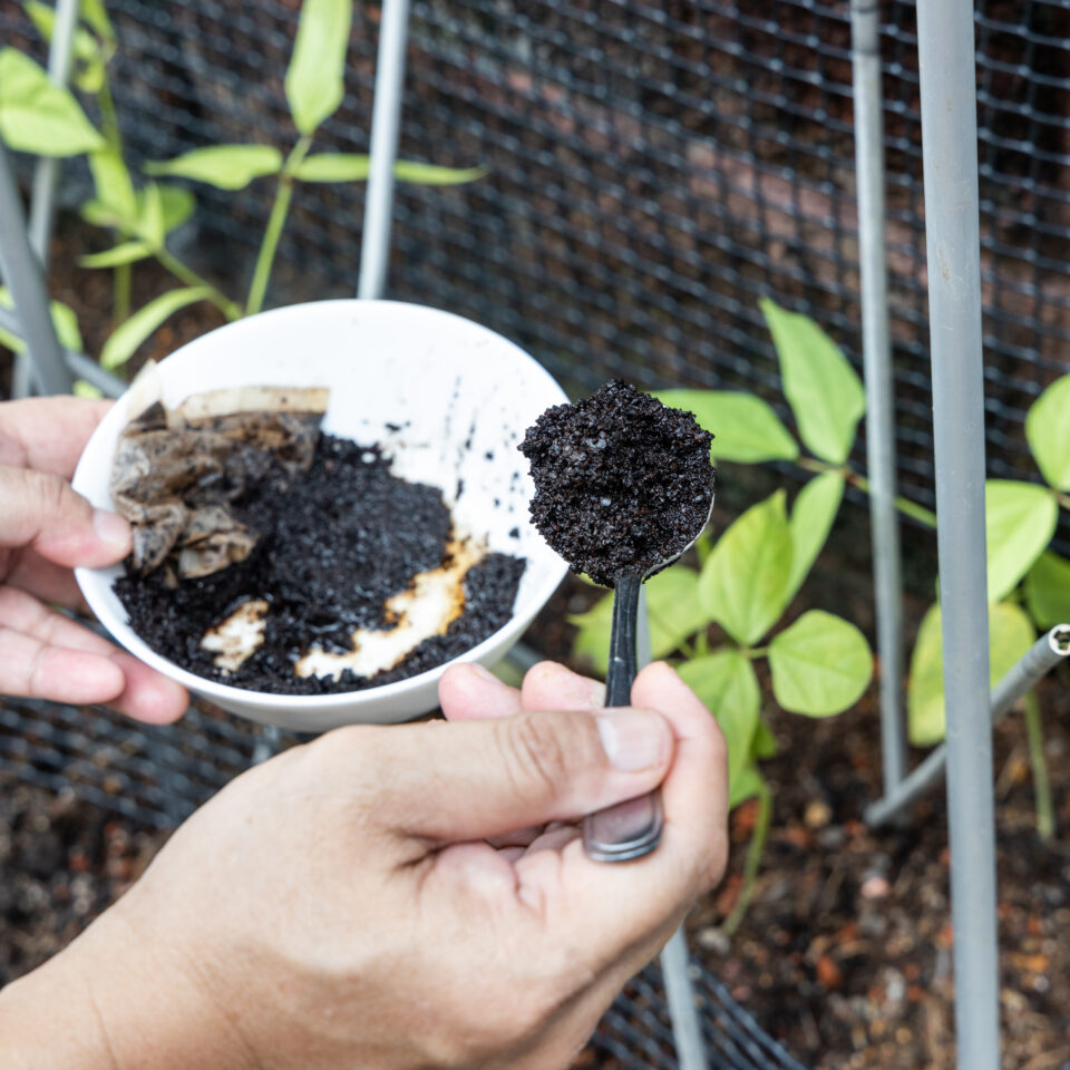 Coffee grounds being added to vegetables plant as natural organic fertilizer rich in nitrogen for growth