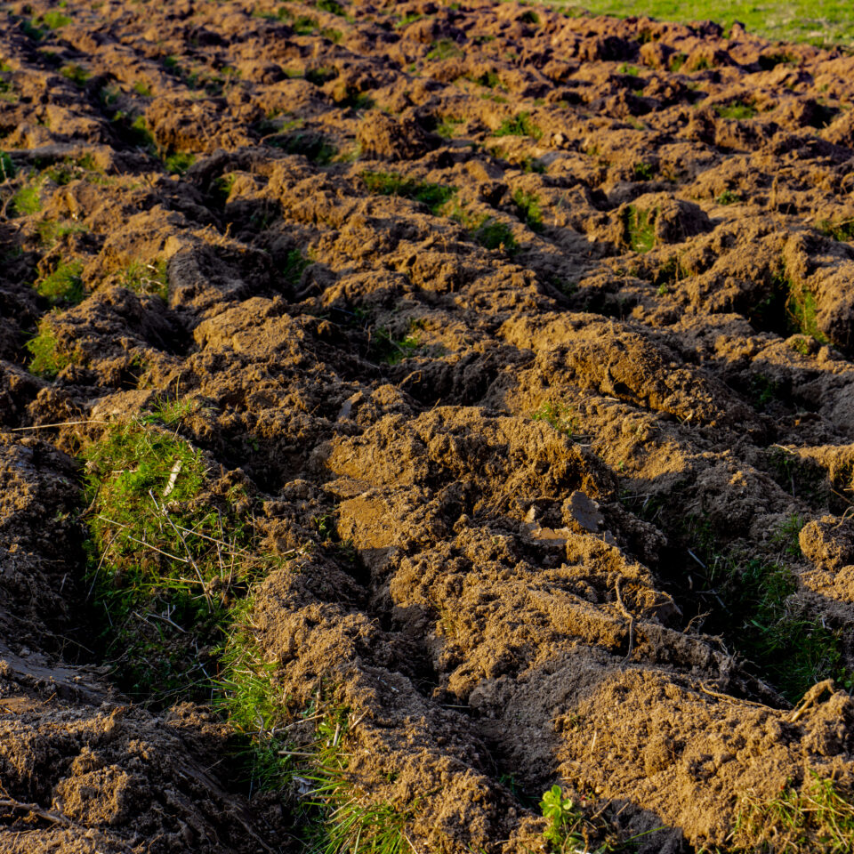 Freshly turned soil in the late afternoon sun