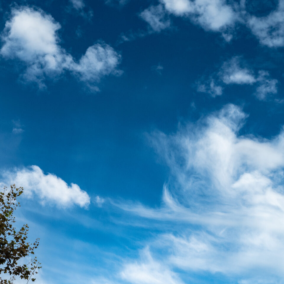 Low angle view of skyline with tree branch