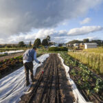 Bandung Carbon Farming