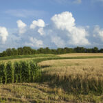 Bandung Carbon Farming